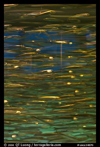 Anchovies swimming in circles, Monterey Bay Aquarium. Monterey, California, USA
