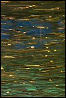 Anchovies swimming in circles, Monterey Bay Aquarium. Monterey, California, USA (color)