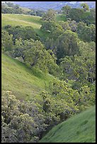 Oaks and hills in late spring. San Jose, California, USA