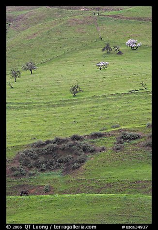 Hillside pastures in spring, Mount Hamilton Range foothills. San Jose, California, USA (color)
