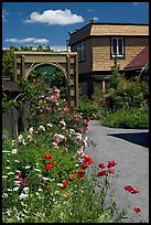 Flowers in backyard. Winchester Mystery House, San Jose, California, USA (color)