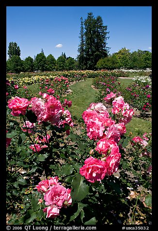Roses, Municipal Rose Garden. San Jose, California, USA (color)