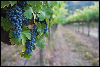 Grapes in vineyard, Gilroy. California, USA ( color)