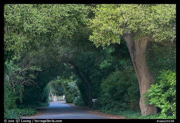 Tunnel of trees on residential street. Menlo Park,  California, USA