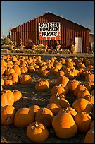 Pumpkins and red barn. California, USA