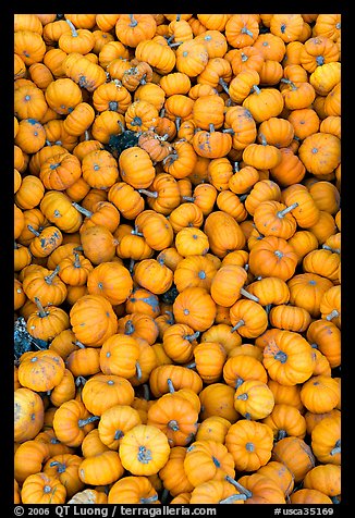 Pletora of small pumpkins. California, USA (color)