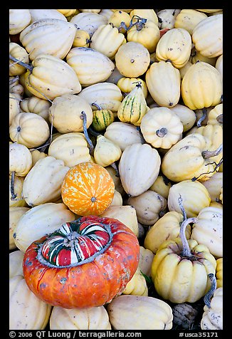 Small squashes and pumpkins. California, USA (color)