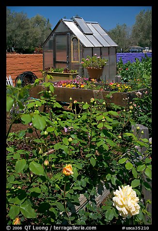 Flowers and small greenhouse, Sunset Gardens. Menlo Park,  California, USA