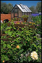 Flowers and small greenhouse, Sunset Gardens. Menlo Park,  California, USA (color)