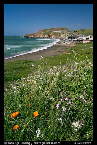 Wildflowers and and Rockaway beach, Pacifica. San Mateo County, California, USA (color)