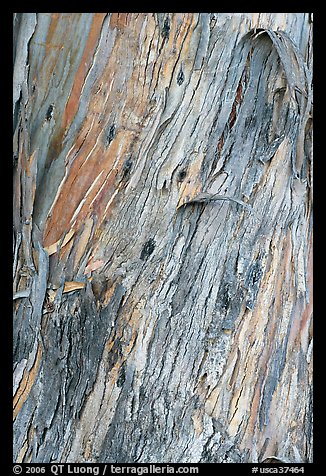 Bark of ucalyptus tree trunk. Burlingame,  California, USA (color)
