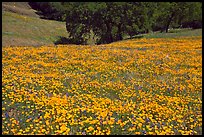 Slope with spring poppies. El Portal, California, USA