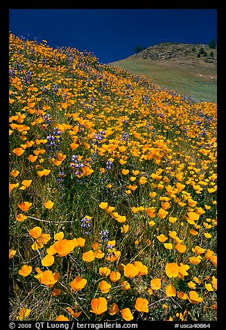 Hills covered with poppies and lupine. El Portal, California, USA (color)
