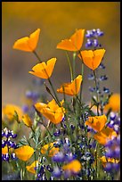 Close-up of California poppies and lupines. El Portal, California, USA (color)