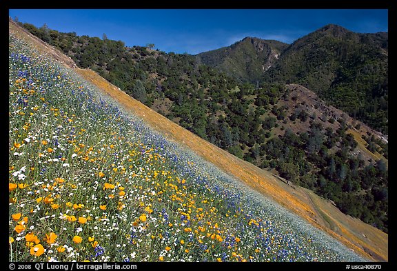 Poppies, popcorn flowers, and lupine on slope. El Portal, California, USA (color)