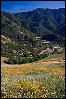 El Portal below fields of wildflowers. El Portal, California, USA ( color)