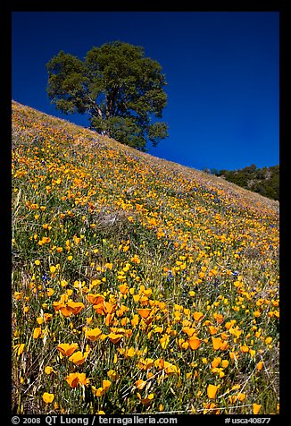 Carpet of poppies and oak tree. El Portal, California, USA (color)