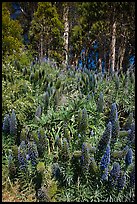 Pride of Madera flowers and eucalyptus trees, Golden Gate Park. San Francisco, California, USA ( color)