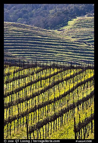 Hillside with rows of vines and yellow mustard flowers. Napa Valley, California, USA (color)