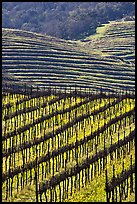 Hillside with rows of vines and yellow mustard flowers. Napa Valley, California, USA