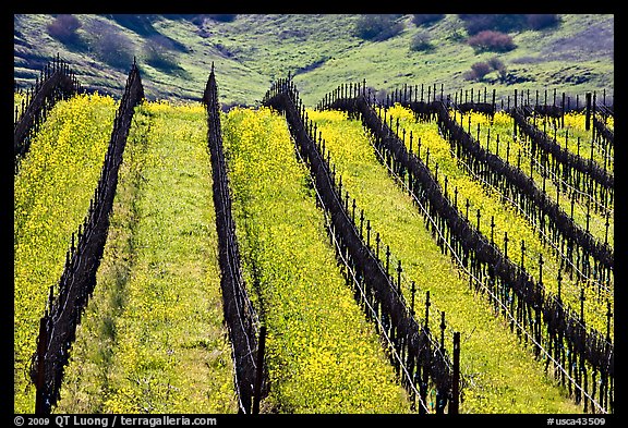 Yellow mustard flowers bloom in spring between rows of grape vines. Napa Valley, California, USA (color)