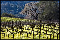 Vineyard and oak tree in spring. Napa Valley, California, USA