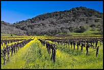 Vineyard and mustard flowers blooming in spring. Napa Valley, California, USA (color)