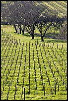 Rows of vines and trees in early spring. Napa Valley, California, USA
