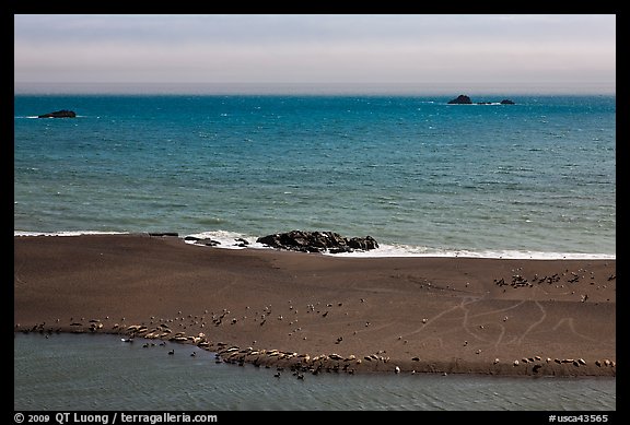 Marine mammals on sand spit from above, Jenner. Sonoma Coast, California, USA (color)