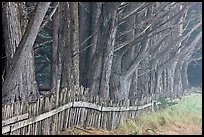 Wooden fence and trees in fog. California, USA