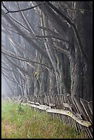 Trees in fog by weathered fence. California, USA