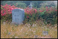 Headstone and wildflowers in fog, Manchester. California, USA (color)