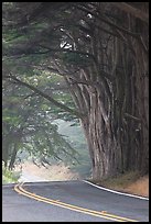 Highway curve, trees an fog. California, USA ( color)