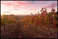 Autumn Sunset over vineyard. Napa Valley, California, USA