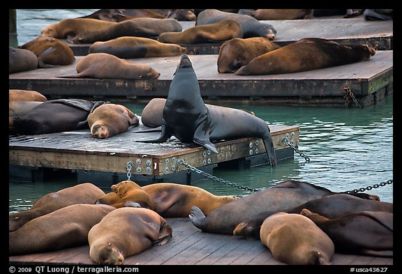 California Sea lions, pier 39, Fishermans wharf. San Francisco, California, USA (color)
