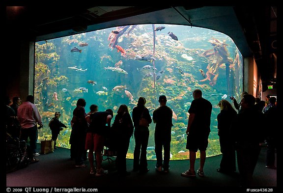 Tourists in front of large tank, Steinhart Aquarium, California Academy of Sciences. San Francisco, California, USA<p>terragalleria.com is not affiliated with the California Academy of Sciences</p>