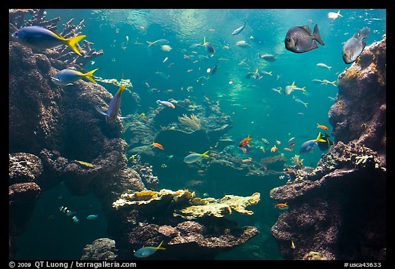 Tropical fish, Philippine Coral Reef exhibit, Steinhart Aquarium, California Academy of Sciences. San Francisco, California, USA (color)