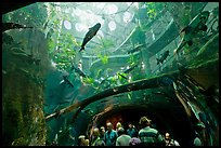 Tourists gaze upwards at flooded Amazon forest and huge catfish, California Academy of Sciences. San Francisco, California, USA ( color)