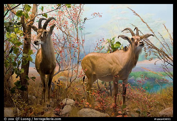 Diorama, African Hall, Kimball Natural History Museum, California Academy of Sciences. San Francisco, California, USA<p>terragalleria.com is not affiliated with the California Academy of Sciences</p>