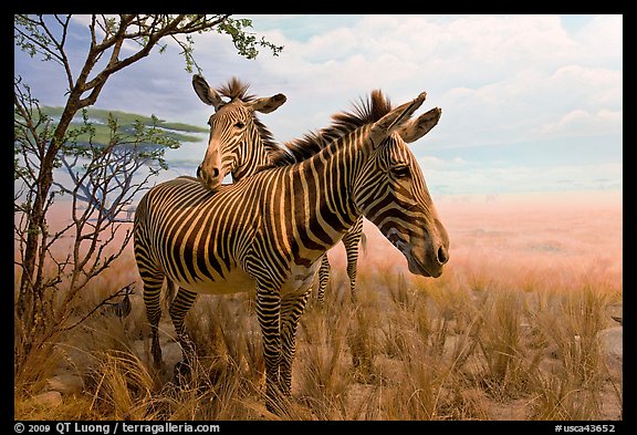 Zebras in savanah landscape,  Kimball Natural History Museum, California Academy of Sciences. San Francisco, California, USA<p>terragalleria.com is not affiliated with the California Academy of Sciences</p>