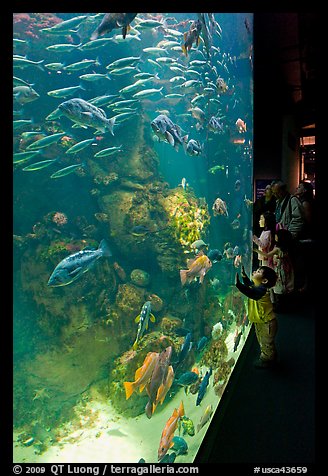 School of fish and children, Steinhart Aquarium, California Academy of Sciences. San Francisco, California, USA (color)
