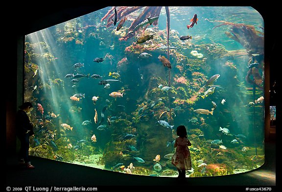 Girl looks at Northern California Aquarium, California Academy of Sciences. San Francisco, California, USAterragalleria.com is not affiliated with the California Academy of Sciences