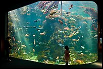 Girl looks at Northern California Aquarium, California Academy of Sciences. San Francisco, California, USA ( color)