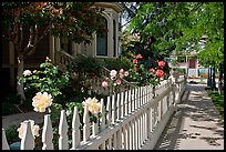 White picket fence and roses in Preservation Park. Oakland, California, USA (color)