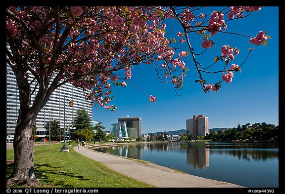 Tree in bloom on the shore of Lake Merritt. Oakland, California, USA (color)