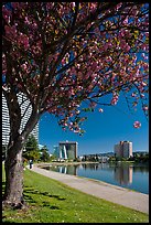 Lake Merritt in the spring with  Pink Flowering Almond. Oakland, California, USA ( color)