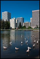 Ducks and skyline, Lake Merritt. Oakland, California, USA (color)