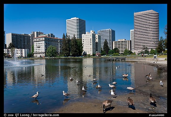 Ducks in Lake Merritt, a large tidal lagoon. Oakland, California, USA