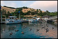 Ducks, marina, and hills Lake Chabot, Castro Valley. Oakland, California, USA