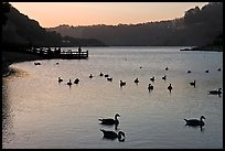 Ducks and pier at sunset, Lake Chabot, Castro Valley. Oakland, California, USA (color)